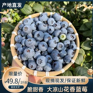 大凉山新鲜蓝莓孕妇水果小孩辅食应季水果蓝莓脆甜现摘头茬