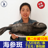 海鱼海参斑鱼新鲜活体生鲜鱼类野生冷冻鲜活海鲜水产深海鱼石斑鱼