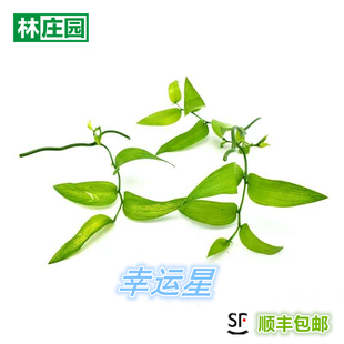 【林庄园】新鲜幸运星 腾树苗 阔叶舞竹 幸运草 酒店摆盘一束30g