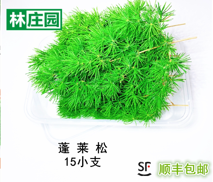 【林庄园】松针 绿松针 约15小支西餐摆盘装饰 江浙沪皖5件包邮