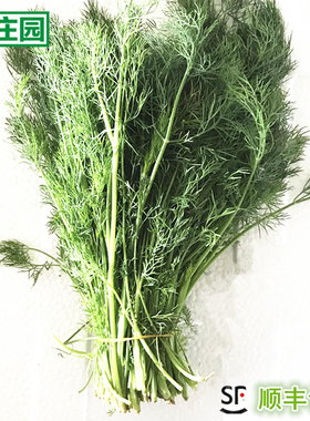 【林庄园】新鲜莳萝250g 莳萝草刁草西餐装饰香料满任5件顺丰包邮