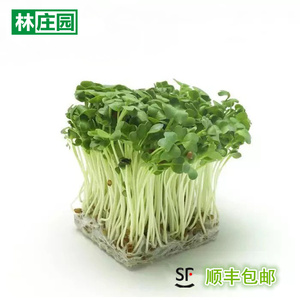 林庄园新鲜萝卜苗 可食用芽苗菜 盒装西餐装饰摆盘满5盒顺丰包邮