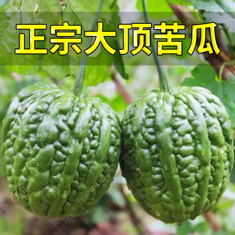 大顶苦瓜种子种籽苗特大珍珠疙瘩绿四季春季秧苗阳台盆栽蔬菜孑秧