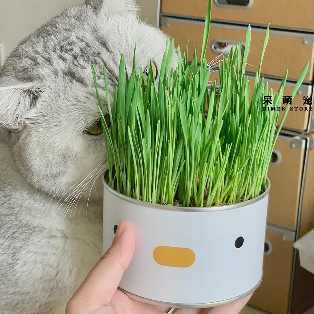 cat grass can lazy people have planted ready to eat potted