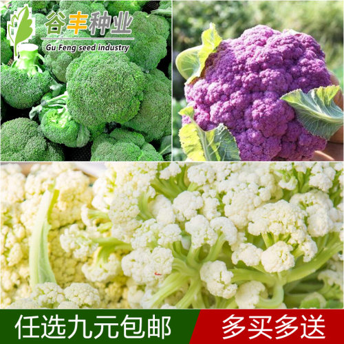 西兰花种子包邮素材模板 西兰花种子包邮图片下载 小麦优选 西兰花种子包邮素材模板 西兰花种子包邮图片下载 小麦优选
