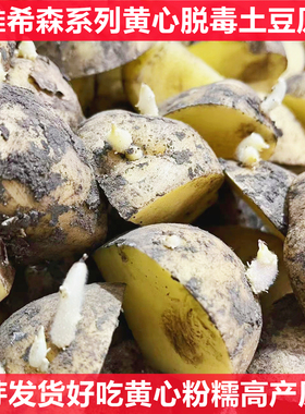 高产黄心发芽大土豆原种脱毒马铃薯早熟春秋季洋芋带芽土豆种子籽