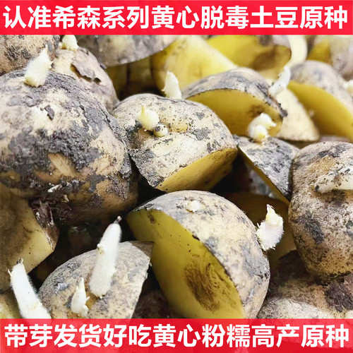 黄心黄皮带芽土豆种子高产原种