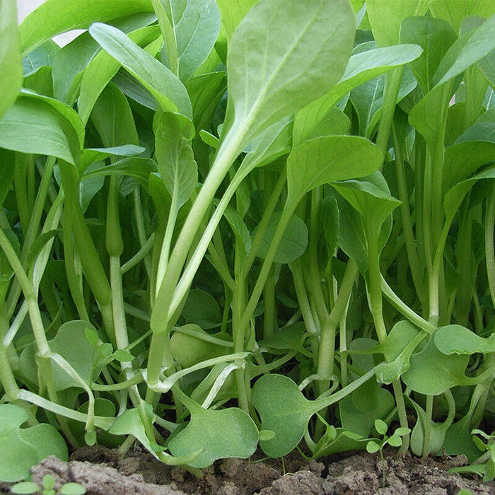 鸡毛菜种子上海青18天四季小白菜青菜油菜阳台盆栽四月慢蔬菜种孑