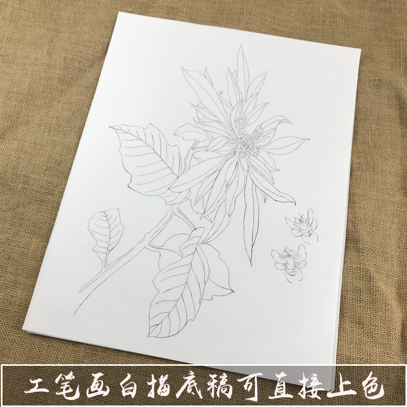 工笔画底稿白描画稿国画颜料套装花卉菊花临摹毛笔勾线填色熟宣纸