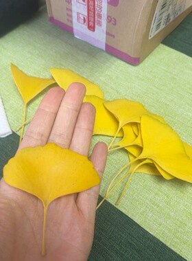 干花银杏叶花朵树叶落叶干叶子金色标本书签DIY手工幼儿园