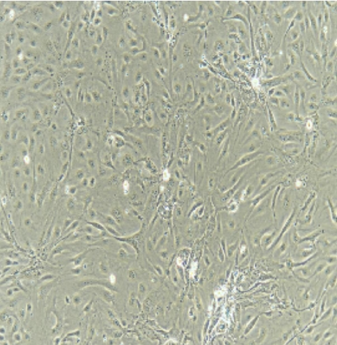 大鼠原代单核细胞   Rat Monocyte Cells   科研用品