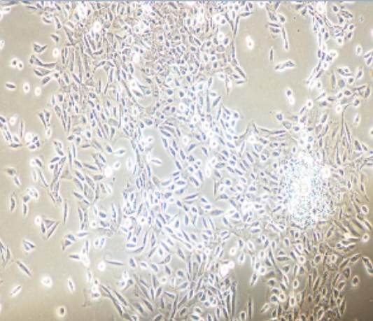 大鼠原代肺微血管周细胞     科研用品