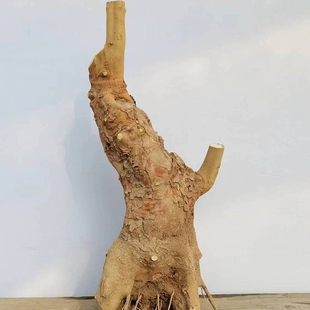 小叶红芽三角枫桩 大桩(不是三角梅) 养不活找客服换