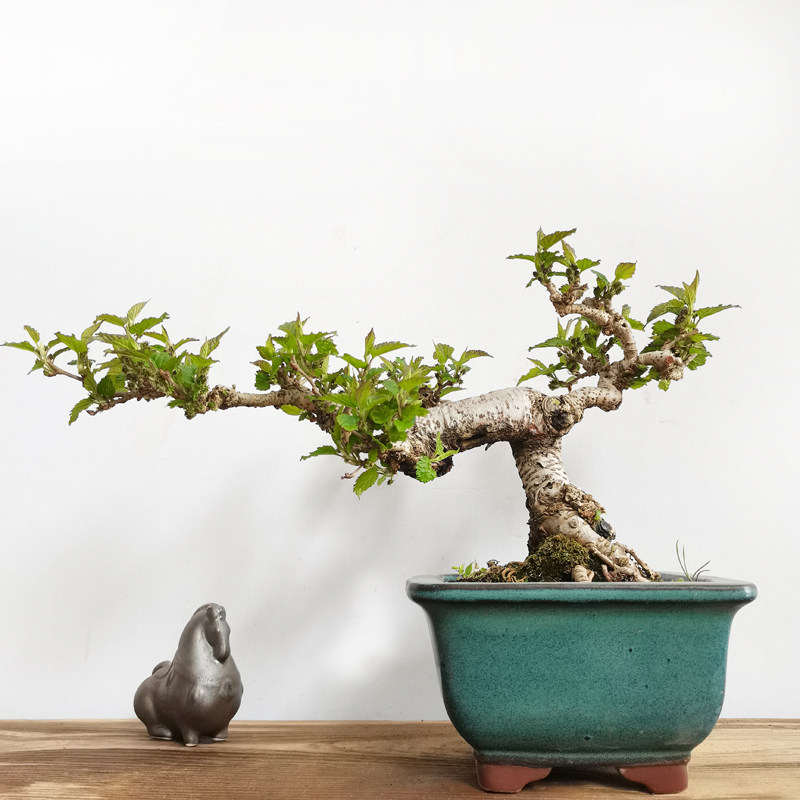 趣味盆栽 小叶果桑盆景 已落果 丰果型 造型盆景 桑葚果