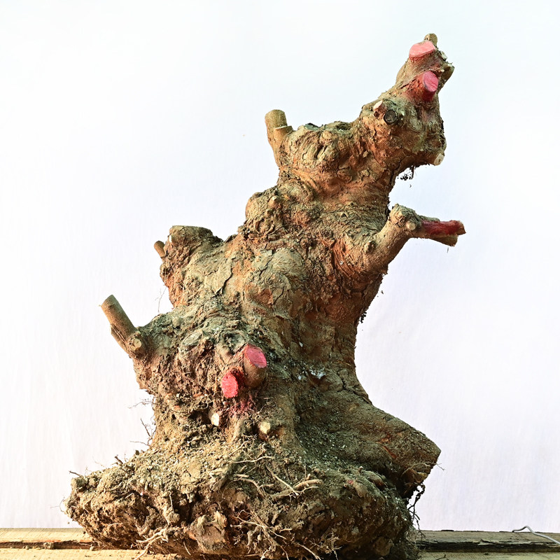 三角枫桩 唐枫桩 2025.12月新挖,鲜花速递/花卉仿真/绿植园艺,造型盆景,淘宝优惠券,粉丝福利购,淘宝优惠卷