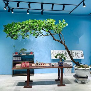 正宗海岛栀子花春花盆景造型老桩网红茶室庭院空间造景简单好养活