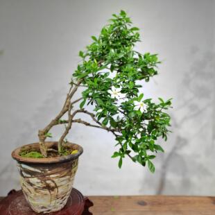 正宗海岛栀子花春花专业盆景素材老桩茶室内客厅造景盆栽一物一拍