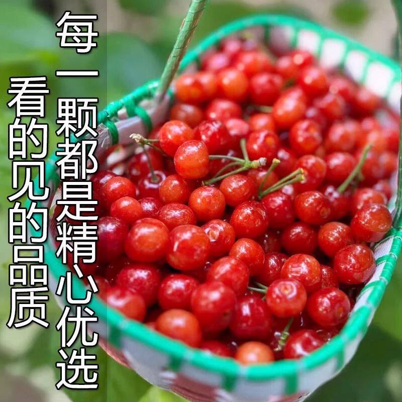【顺丰冷链】山东小樱桃玛瑙红农家老品种土樱桃新鲜孕妇野生水果