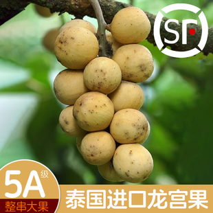 【顺丰冷链】泰国进口新鲜龙宫果大果稀罕水果椰色果整串现货速发