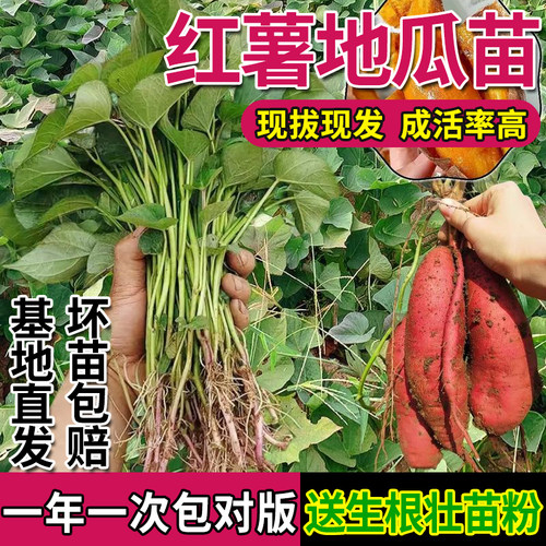 老白薯红薯苗秧蜜心红薯脱毒丝滑蜜薯红心地瓜种植苗高产番薯苗