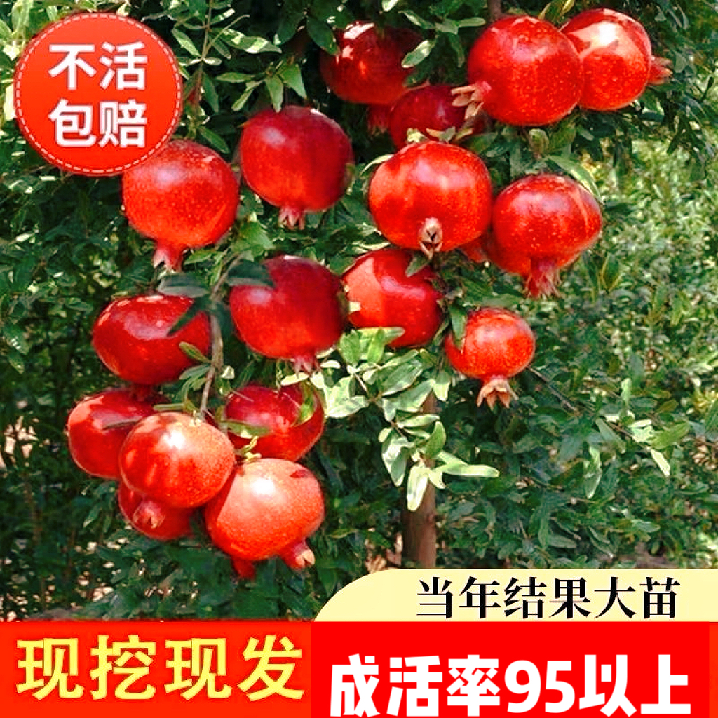 软籽石榴树苗蒙阳红带土特大无籽甜石榴老桩庭院盆栽果树苗南北方
