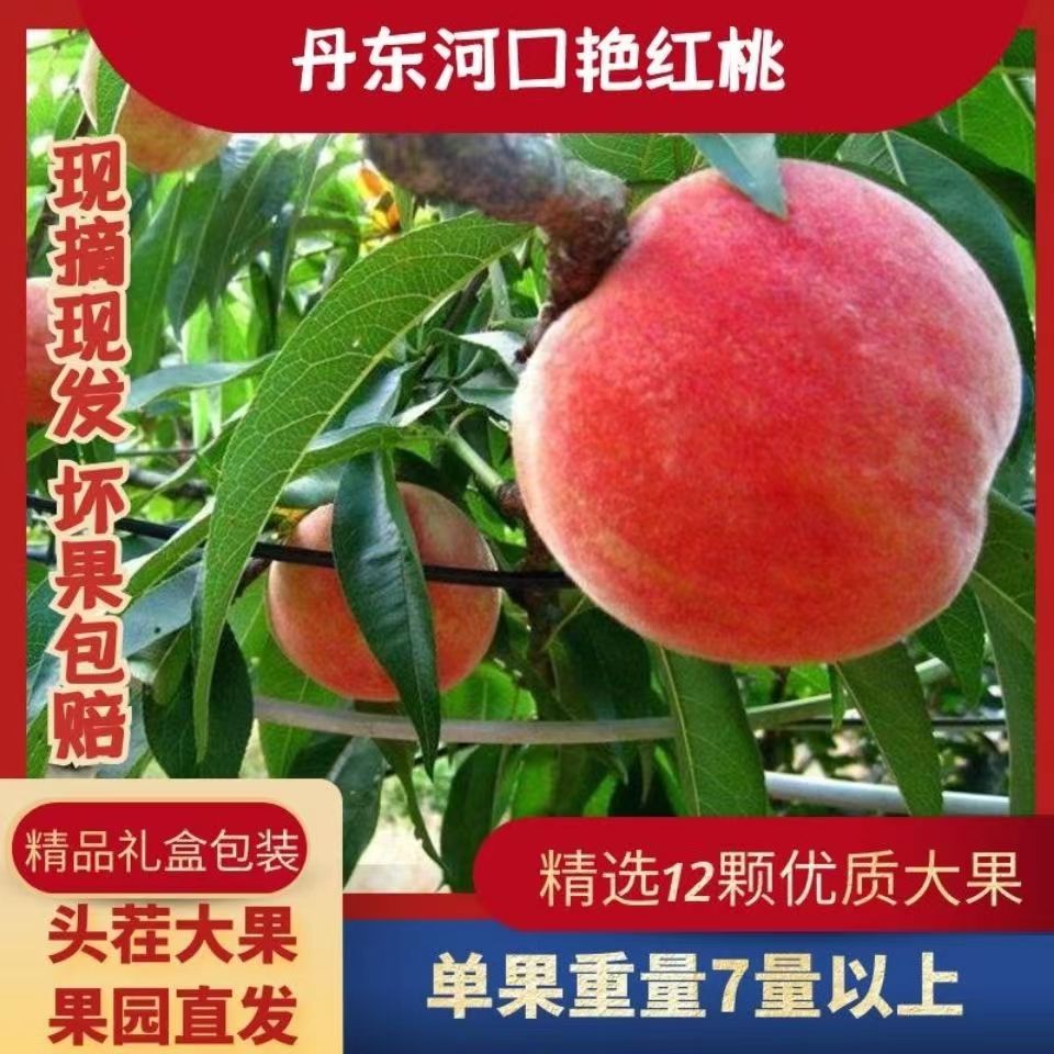【顺丰包邮】丹东河口艳红桃新鲜大燕红桃水蜜桃艳红新鲜毛桃礼盒