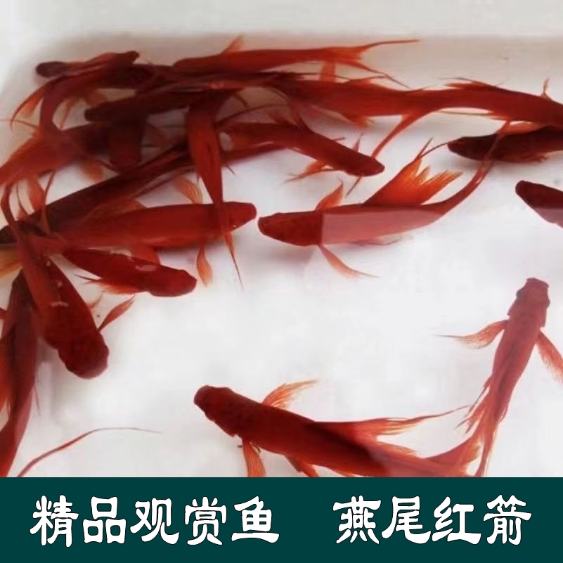 燕尾红箭鱼招财鱼胎生鱼风水鱼