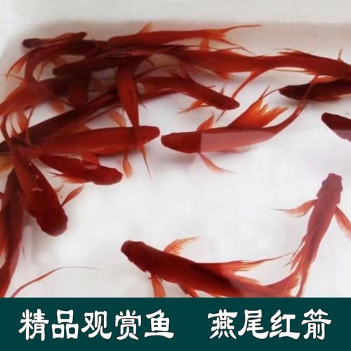 燕尾红箭鱼招财鱼胎生鱼风水鱼