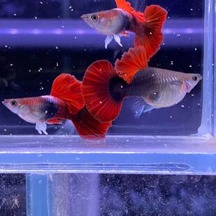 纯种褶扇孔雀鱼活鱼红扇孕母黄金孔雀鱼热带淡水观赏鱼苗胎生耐活