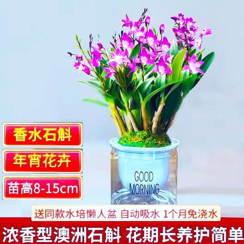 香水石斛【带花苞】浓香型室内花卉石斛兰带花客厅办公室花卉绿植