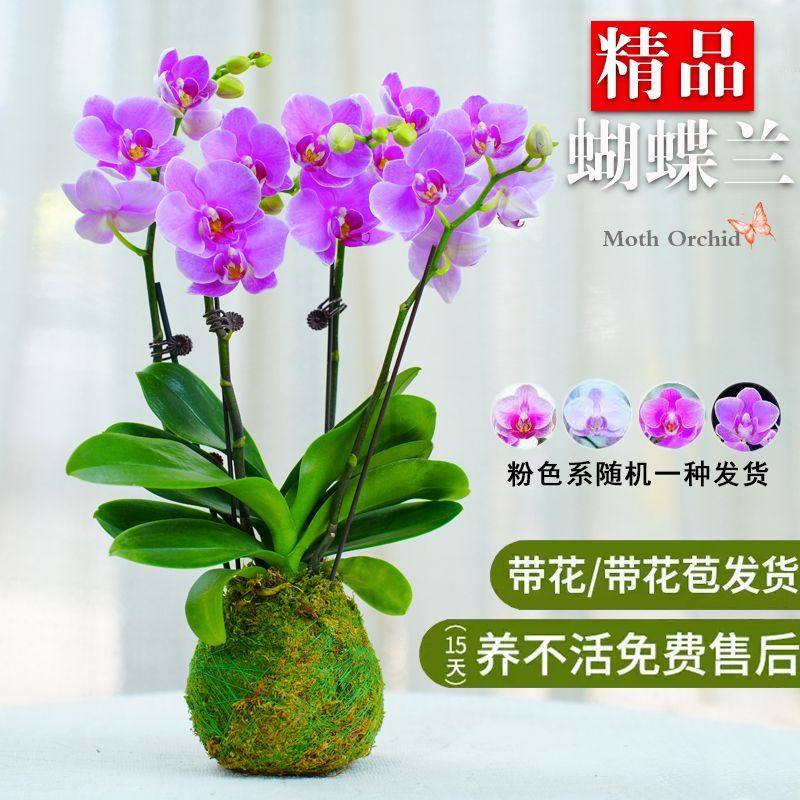 带花苞蝴蝶兰粉色精品苗净化空气水培懒人好养网红室内客厅花卉,鲜花速递/花卉仿真/绿植园艺,国兰/杂交兰/洋兰类,淘宝优惠券,粉丝福利购,淘宝优惠卷