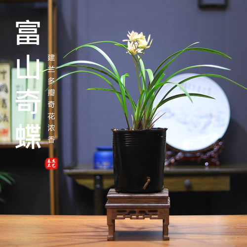 富山奇蝶建兰奇花浓香