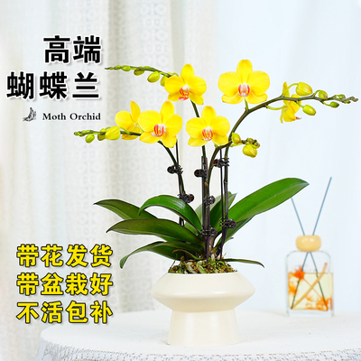 带现花或花苞粉色黄色蝴蝶兰