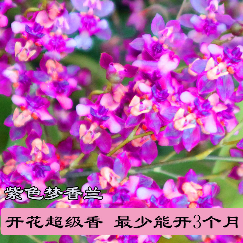 迷你紫色梦香文心兰香水文心兰跳舞兰花苞开花浓香洋兰花盆栽包邮