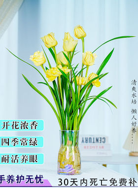 新品水培香水兰花苗金黄色花室内浓香型花卉植物冬季开花耐寒客厅