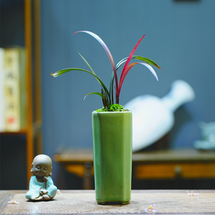 红草红荷名贵迷你矮种兰花苗四季好养红花网红小盆栽室内客厅茶几