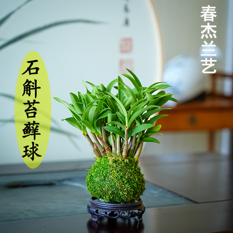 香水石斛兰懒人盆栽植物室内花卉好养当年开花铁皮石斛可水培绿植