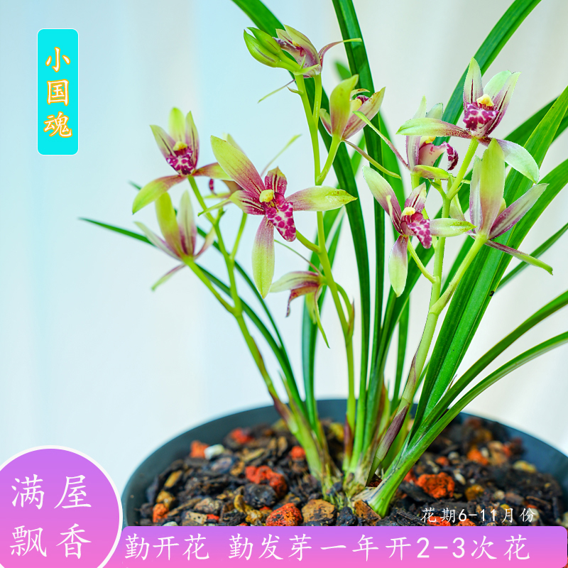浓香双色红花小国魂逸玉红双娇四季兰建兰苗阳台花卉盆栽绿植好养