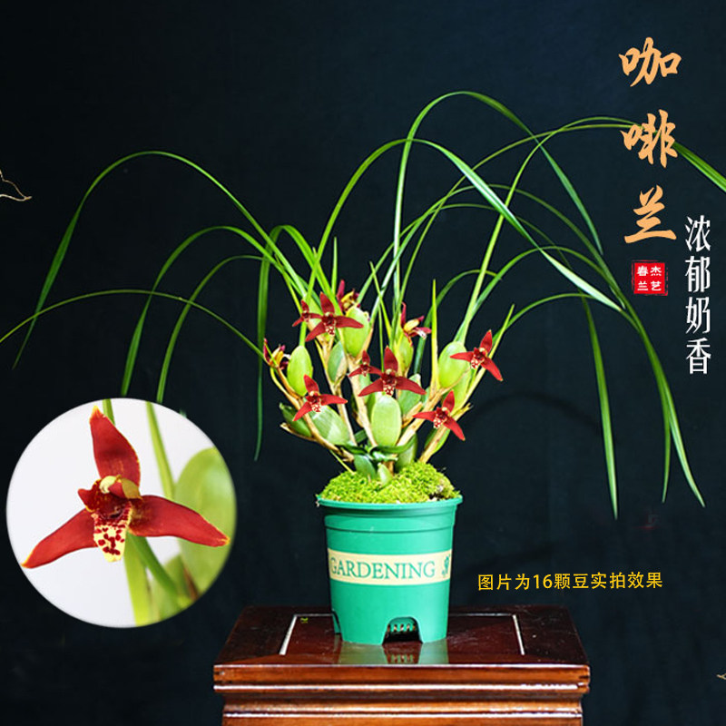 带花苞香水咖啡兰办公桌腋唇兰新奇阳台绿植物盆栽浓郁香味包邮