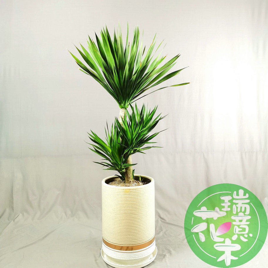 西安同城绿植太空铁大型网红北欧盆栽室内客厅超好养落地植物花卉