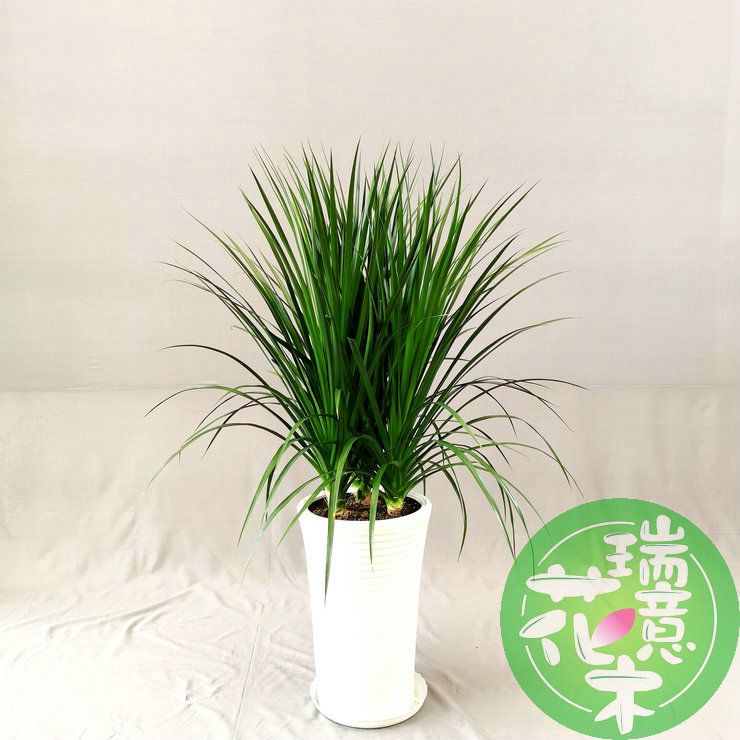 西安同城绿植龙须龙血树大型盆栽室内客厅超好养落地观叶植物花卉
