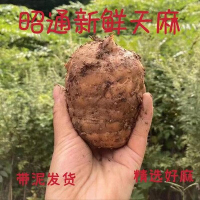 昭通小草坝新鲜天麻现挖煲汤料
