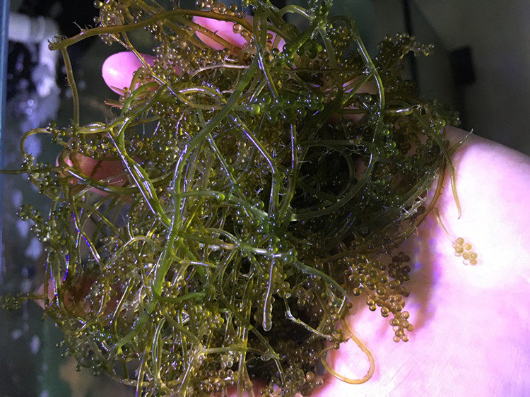 海水珊瑚海缸除no3 红葡萄藻 红千层藻 钢丝藻 绿葡萄藻 绿葡萄草