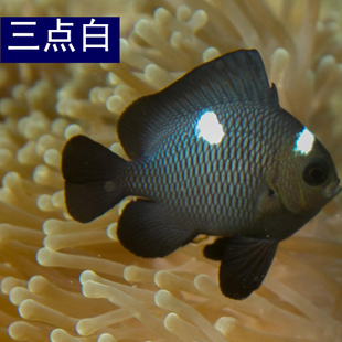 三点白海水观赏鱼海缸闯缸鱼水族宠物鱼珊瑚缸小型雀鲷鱼已检疫
