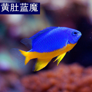 黄肚蓝魔海水观赏鱼海缸闯缸鱼生物活鱼珊瑚缸海水鱼宠物鱼已检疫