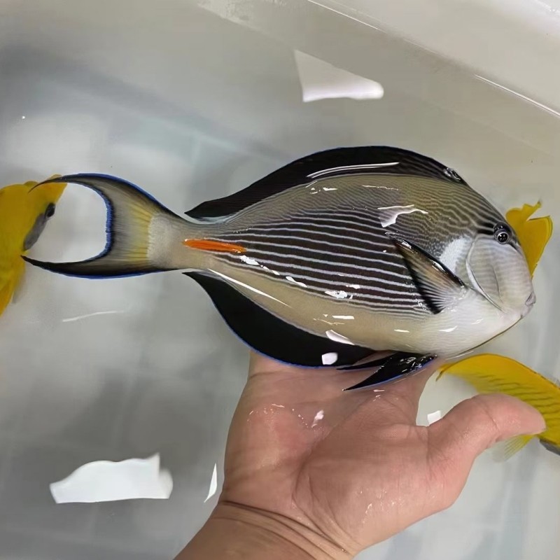红海骑士海水观赏鱼倒吊鱼海缸珊瑚缸宠物鱼活体海水鱼已检疫
