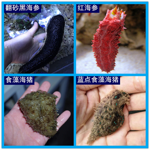翻砂黑海参 海水观赏生物海缸除藻生物活体 蓝点食藻海猪 红海参