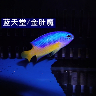 金肚蓝魔海水观赏鱼海缸闯缸鱼生物活鱼珊瑚缸海水鱼宠物鱼已检疫