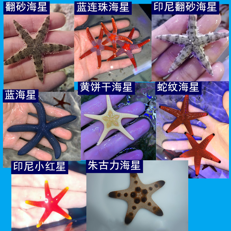 翻沙星 海水水族宠物 蓝海星红海星饼干海星 朱古力海星蛇纹 海星
