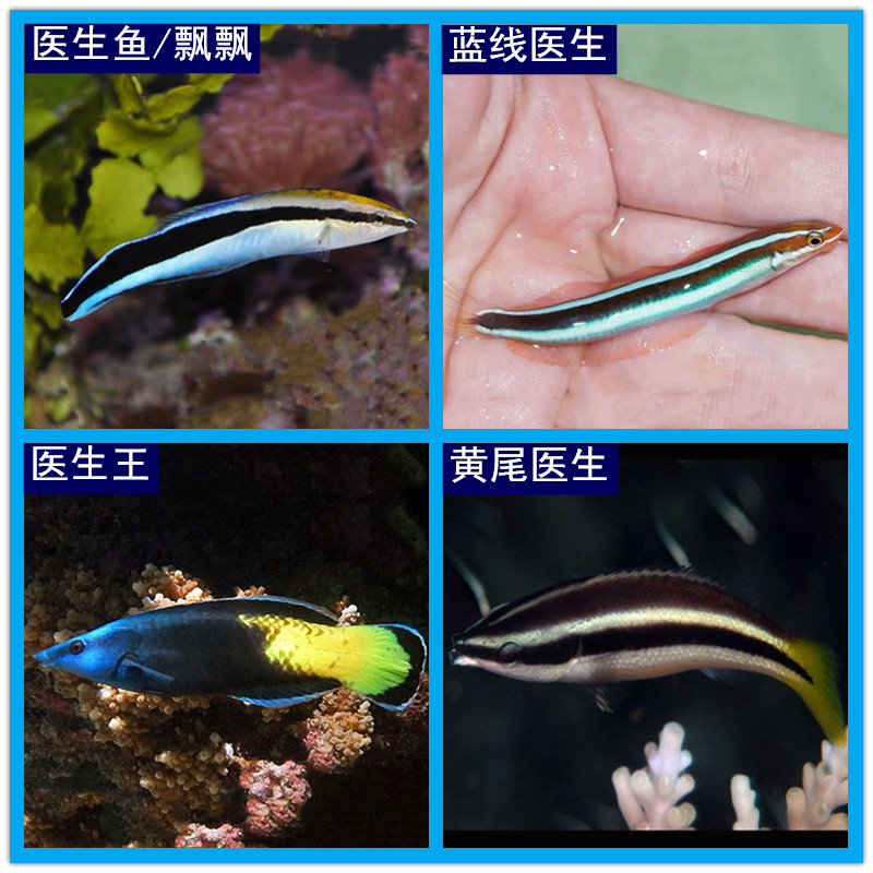 飘飘鱼 海水观赏鱼水族宠物鱼海鱼活体医生王黄尾医生蓝线医生鱼